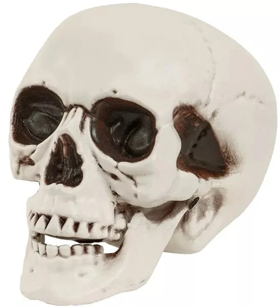 Schedel met beweegbare kaak 28cm Evi