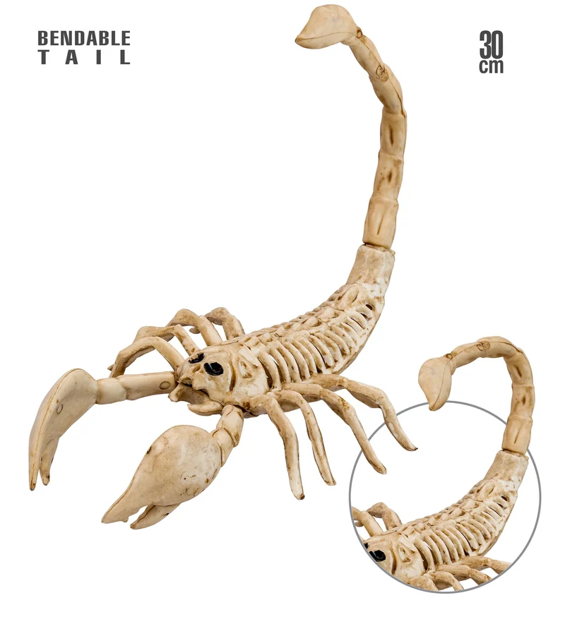 Schorpioen skelet