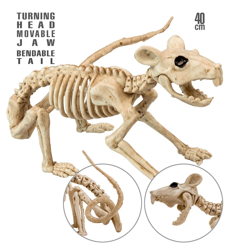 Ratten skelet