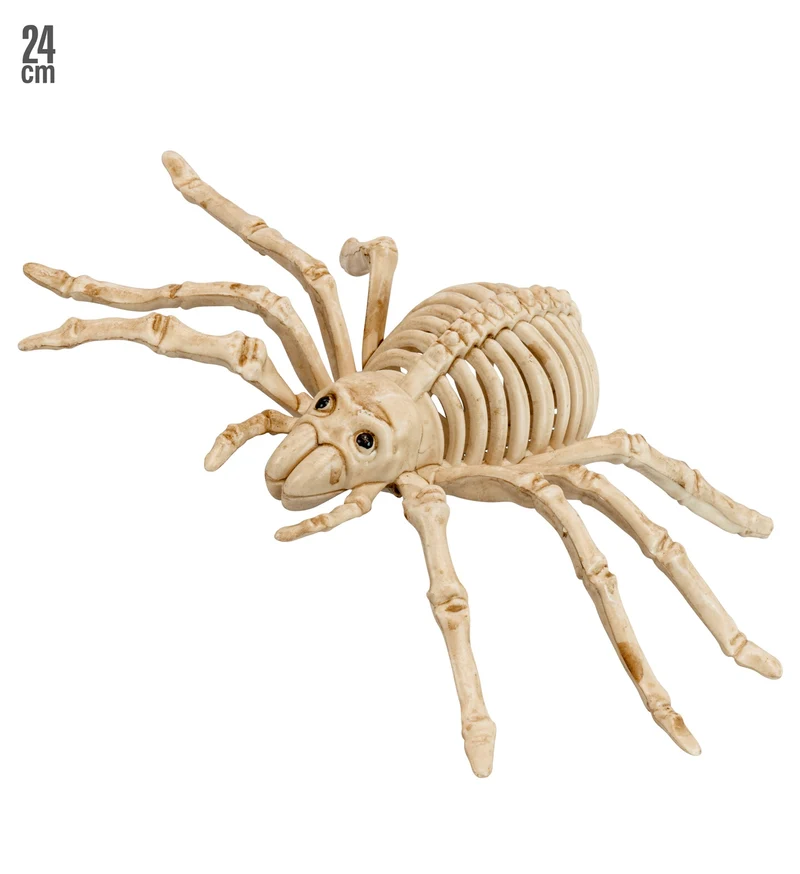 Spinnen skelet