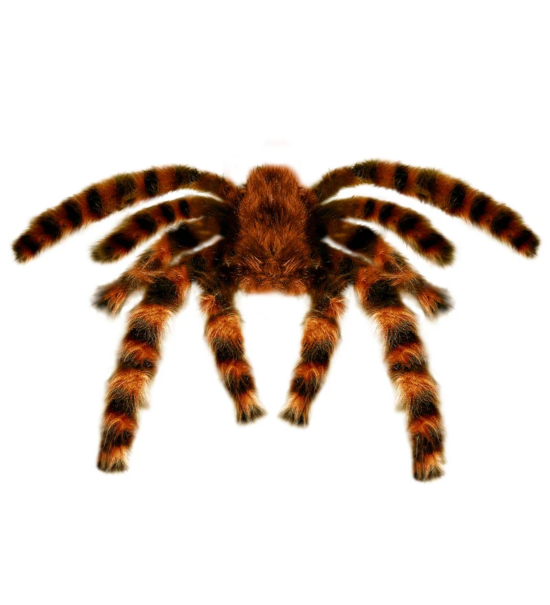 Nep Tarantula spin met haren 65cm